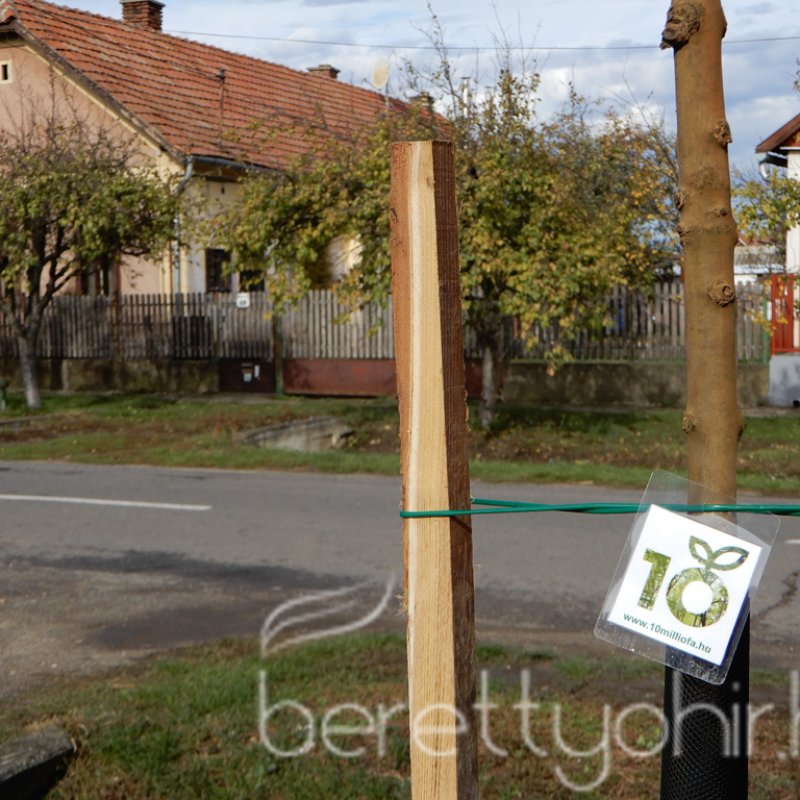 Közösségi faültetés Berettyóújfaluban 80